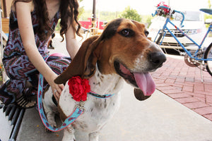 Dog Collar Flower