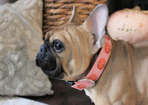 A cute French Bulldog wearing Harvest Pumpkin Dog Collar in Rose Tan in an elegant living room.